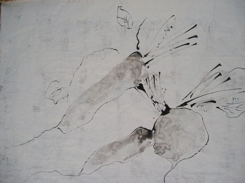 radis blancs